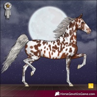 Horse Color:Silver Brown Sabino Appaloosa 