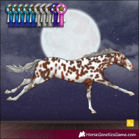 Horse Color:Silver Brown Sabino Near Leopard