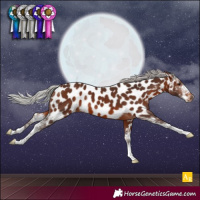 Horse Color:Silver Brown Sabino Appaloosa 