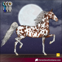 Horse Color:Silver Brown Sabino Appaloosa 