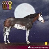 Horse Color:Bay Splash 