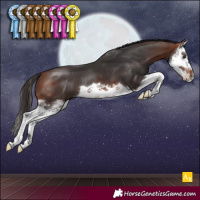 Horse Color:Bay Splash 