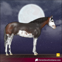 Horse Color:Bay Splash 