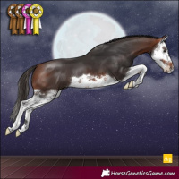 Horse Color:Bay Splash