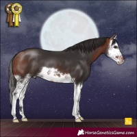 Horse Color:Bay Splash 