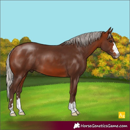 Horse Color:Silver Bay 