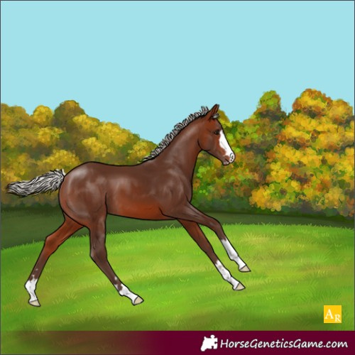 Horse Color:Silver Bay 
