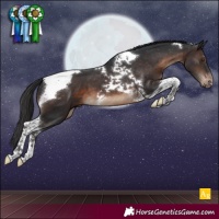 Horse Color:Brown Tobiano Appaloosa 