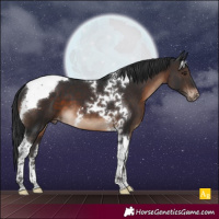 Horse Color:Brown Tobiano Appaloosa 