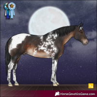 Horse Color:Brown Tobiano Appaloosa