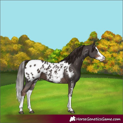 Horse Color:Liver Chestnut Sabino Splash Appaloosa 