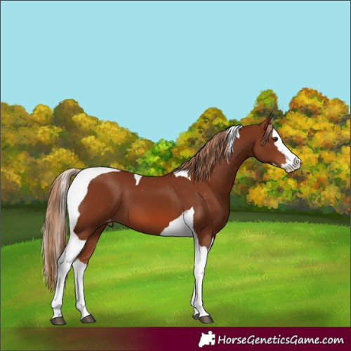 Horse Color:Chestnut Splash Tobiano Appaloosa 