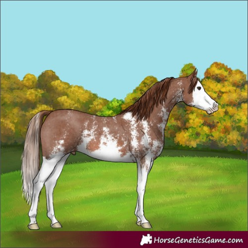 Horse Color:Chestnut Sabino Splash Appaloosa 