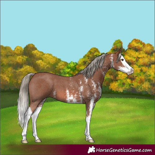 Horse Color:Chestnut Sabino Splash 