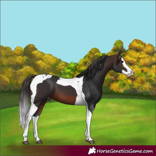 Horse Color:Brown Splash Tobiano Appaloosa 