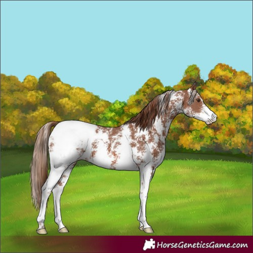 Horse Color:Chestnut Sabino Appaloosa 
