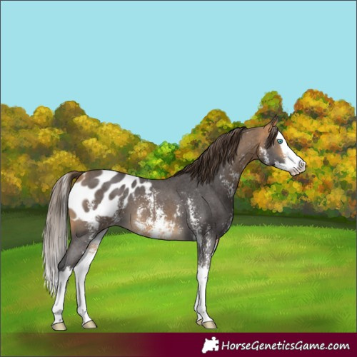 Horse Color:Buckskin Sabino Splash Blanket 