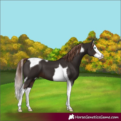 Horse Color:Liver Chestnut Splash Tobiano 