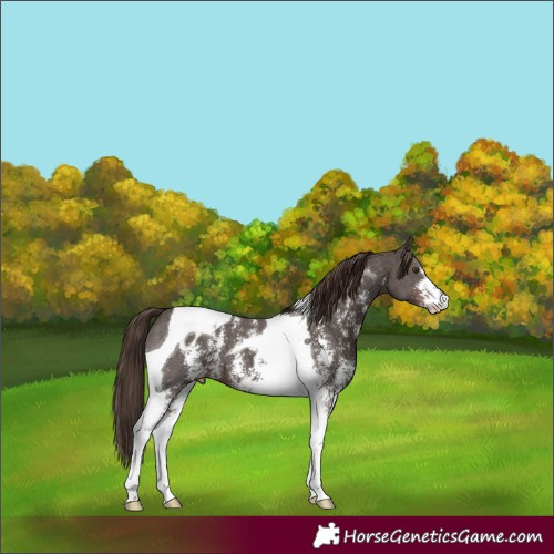 Horse Color:Liver Chestnut Sabino Tobiano Appaloosa 