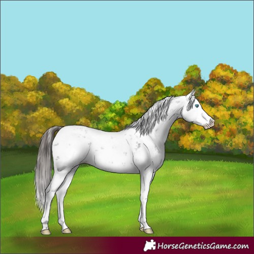 Horse Color:Liver Chestnut Sabino Splash Appaloosa 