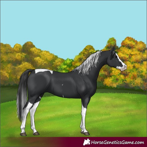 Horse Color:Black Splash Tobiano