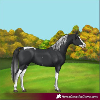 Horse Color:Black Splash Tobiano 