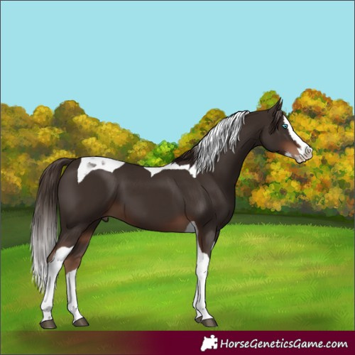 Horse Color:Liver Chestnut Splash Tobiano 