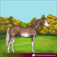 Horse Color:Chestnut Sabino Splash 
