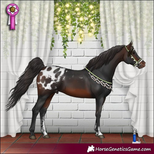 Horse Color:Brown Sabino Appaloosa 