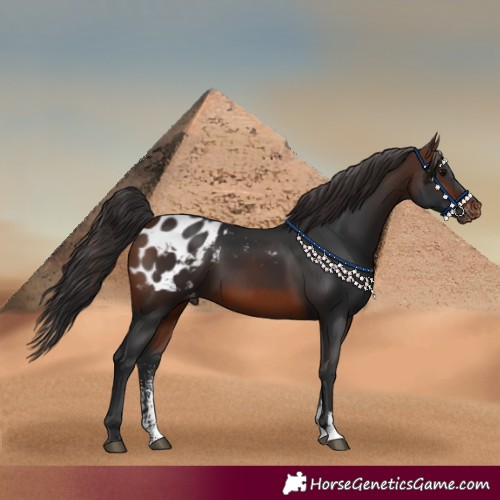 Horse Color:Brown Sabino Appaloosa