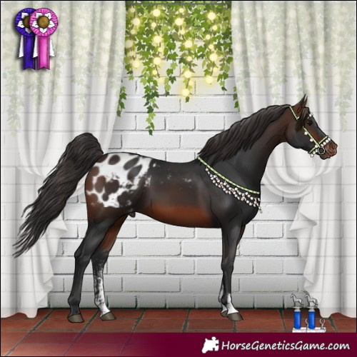 Horse Color:Brown Sabino Appaloosa 