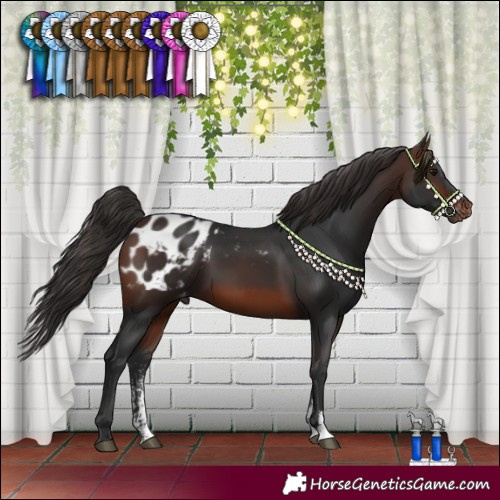 Horse Color:Brown Sabino Blanket 