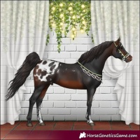 Horse Color:Brown Sabino Appaloosa 