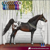 Horse Color:Brown Sabino Blanket