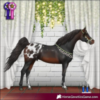 Horse Color:Brown Sabino Appaloosa