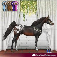 Horse Color:Brown Sabino Appaloosa