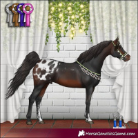 Horse Color:Brown Sabino Appaloosa 