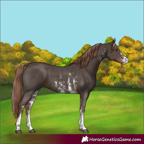 Horse Color:Liver Chestnut Sabino 