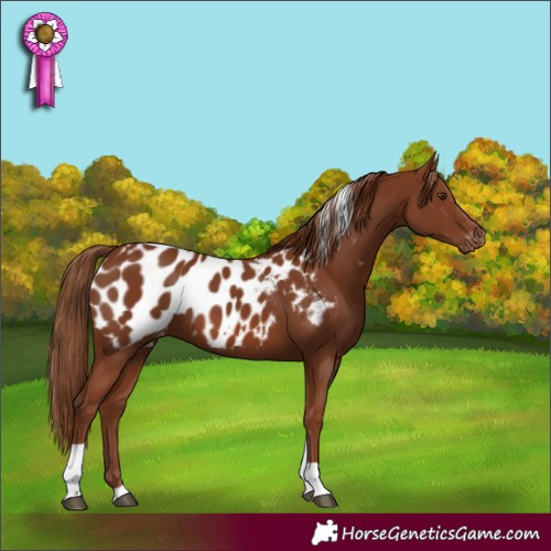 Horse Color:Chestnut Tobiano Appaloosa 