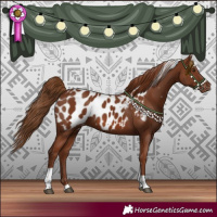 Horse Color:Chestnut Tobiano Appaloosa