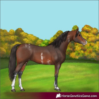 Horse Color:Bay Sabino Appaloosa 