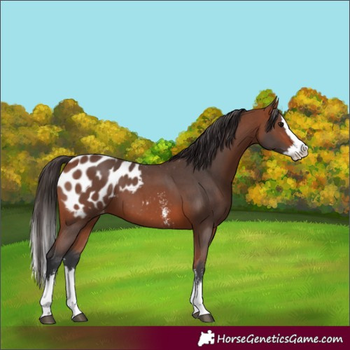 Horse Color:Bay Sabino Splash Appaloosa 
