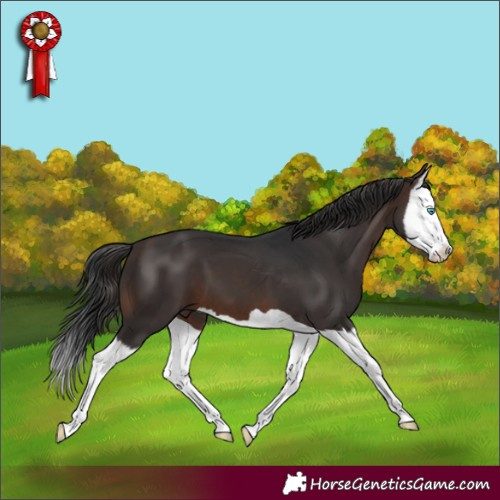 Horse Color:Brown Splash 