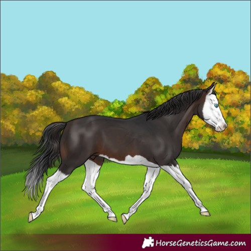 Horse Color:Brown Splash 