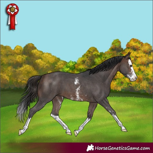 Horse Color:Brown Sabino Splash 