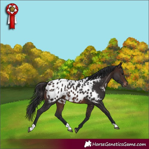 Horse Color:Brown Appaloosa 