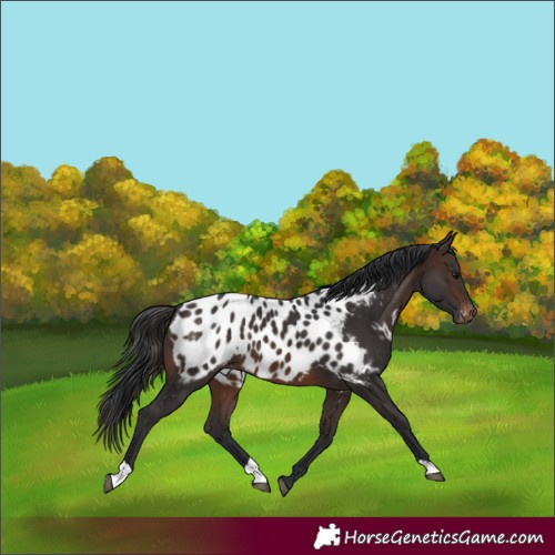 Horse Color:Brown Appaloosa 