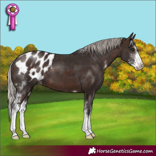 Horse Color:Silver Brown Sabino Appaloosa 