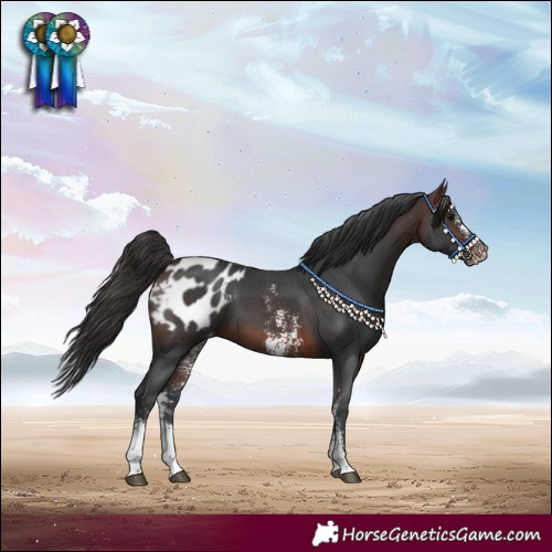 Horse Color:Brown Sabino Blanket 