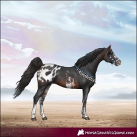 Horse Color:Brown Sabino Appaloosa 